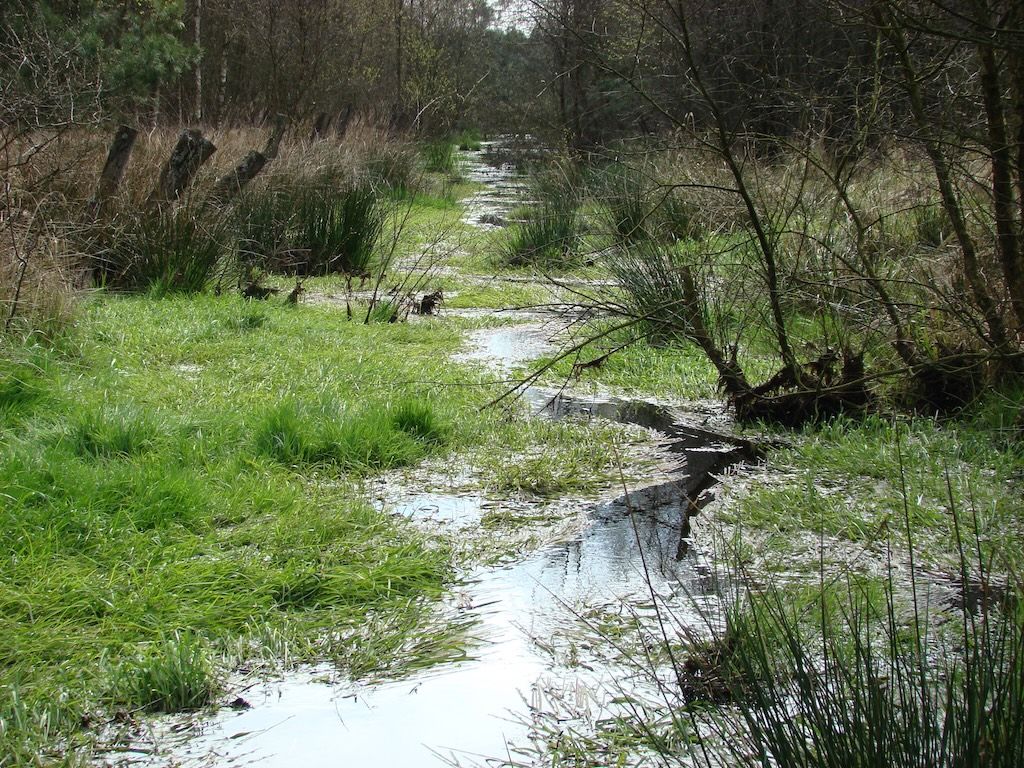 Ein Bach schlängelt sich durch einen Auwald.